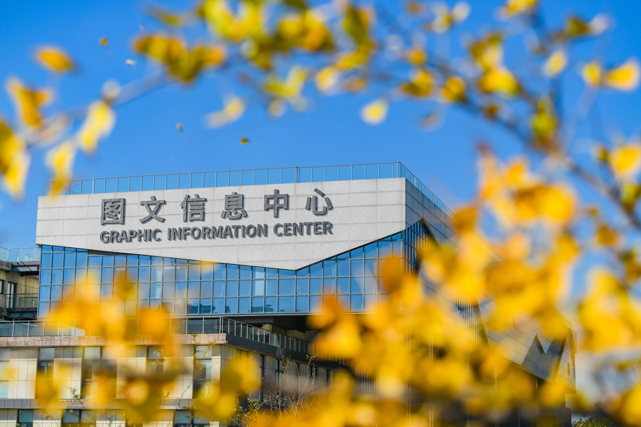 图文信息中心银杏